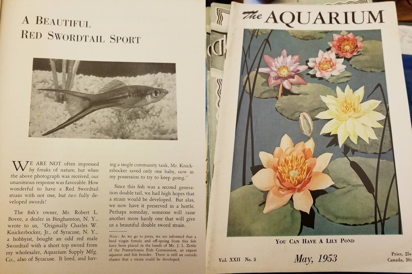 "The Aquarium" Mai 1953